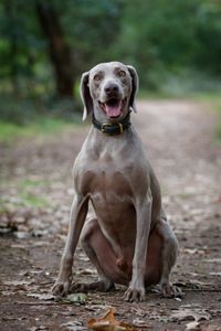 Sie haben bereits einen Hund aber im Alltag gibt es Schwierigkeiten. Ich unterstütze und berate Sie gerne. Ihre Expertin in Weil der Stadt.